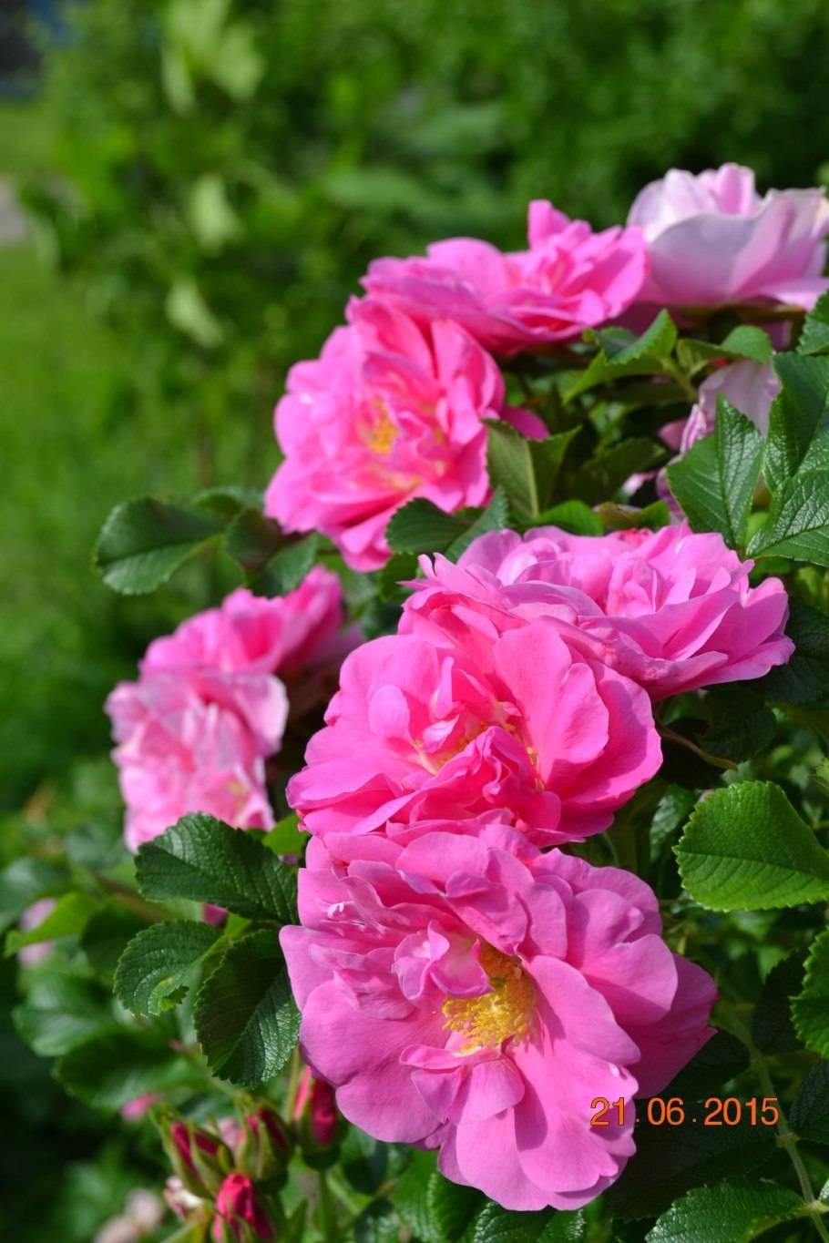 Канадская роза Jens Munk