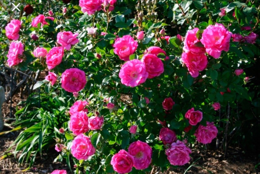 Роза Парковая Дэвид Томпсон