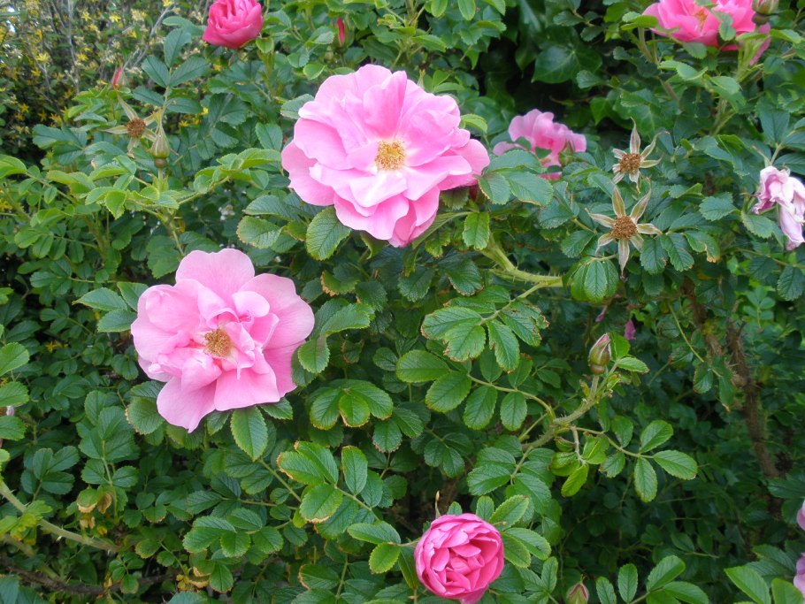 Prairie Joy роза канадская