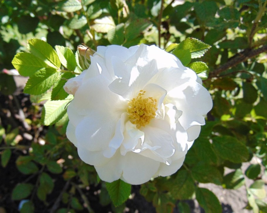 Йенс Мунк роза фото и описание