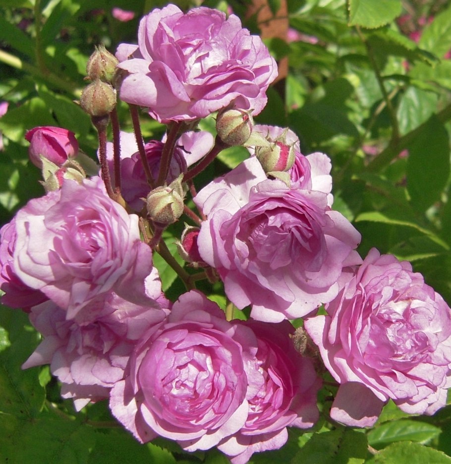 Роза полиантовая Мари