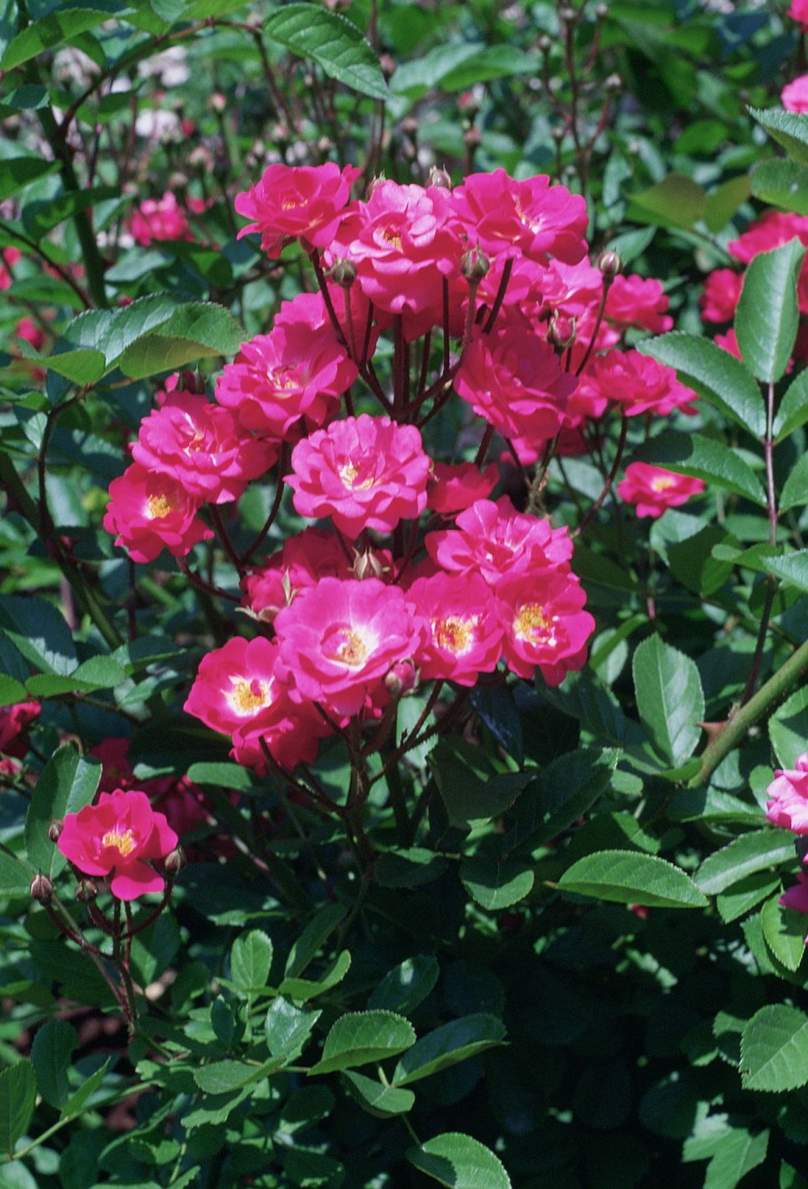 Картина Весна Эдварда Мунка