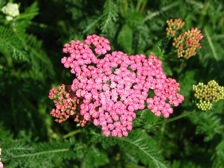 Achillea millefolium 'Cameo'.