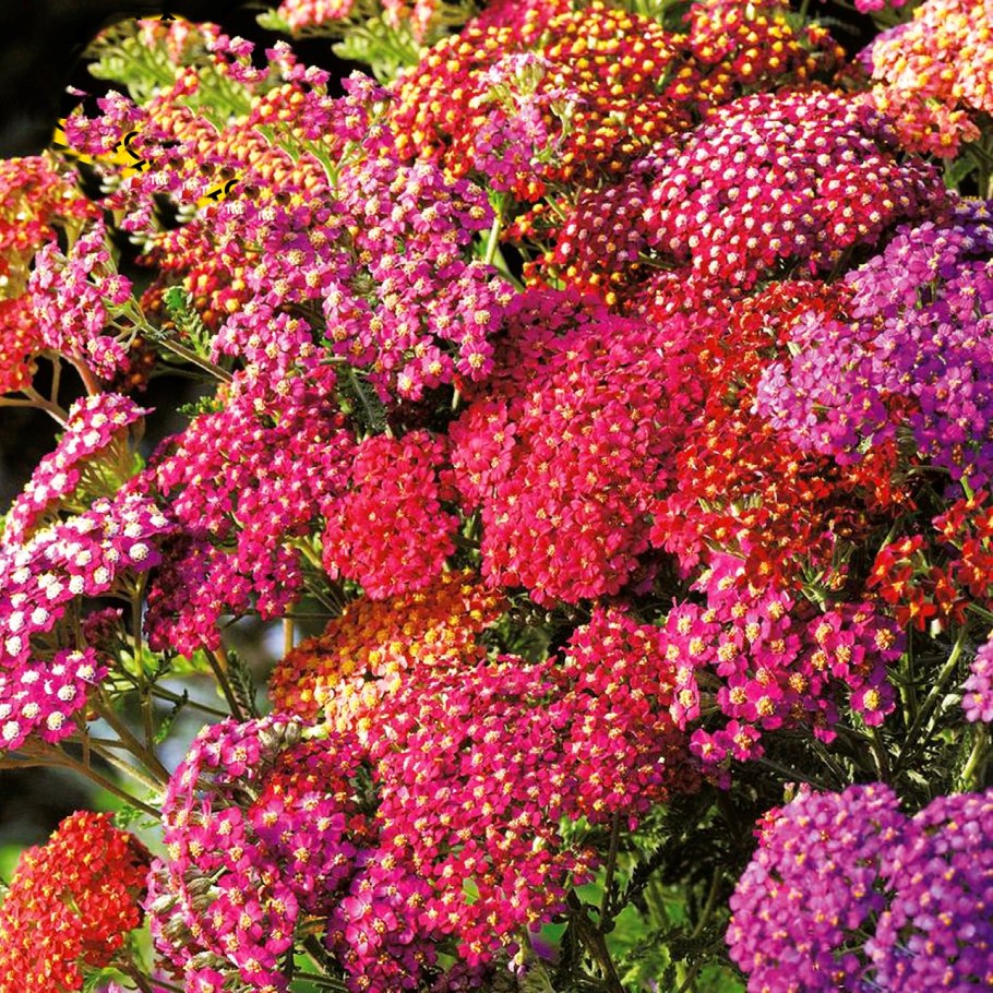 Тысячелистника трава Красногорск