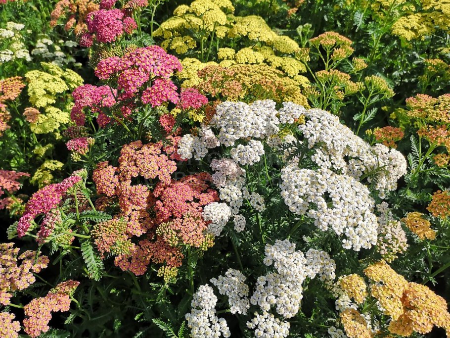 Тысячелистник обыкновенный Лаура