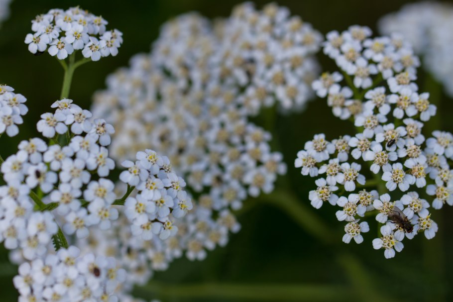 Тысячелистник декоративный фото