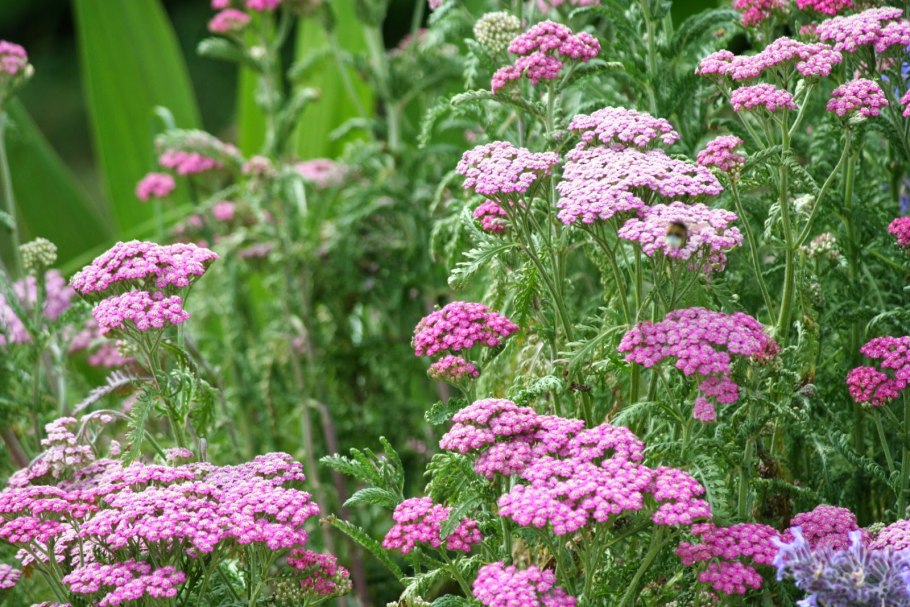 Ярроу Королевский тысячелистник