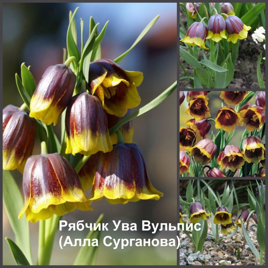 Рябчик Ува-Вульпис--Fritillaria UVA-Vulpis