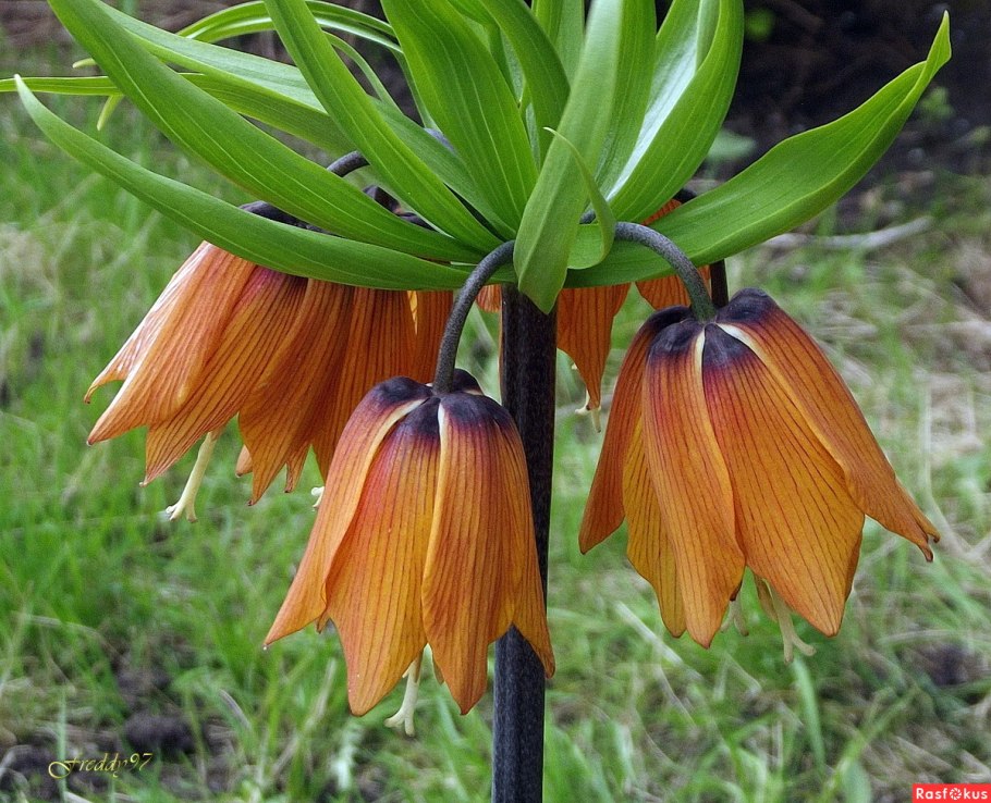 Цветок фритиллярия рябчик