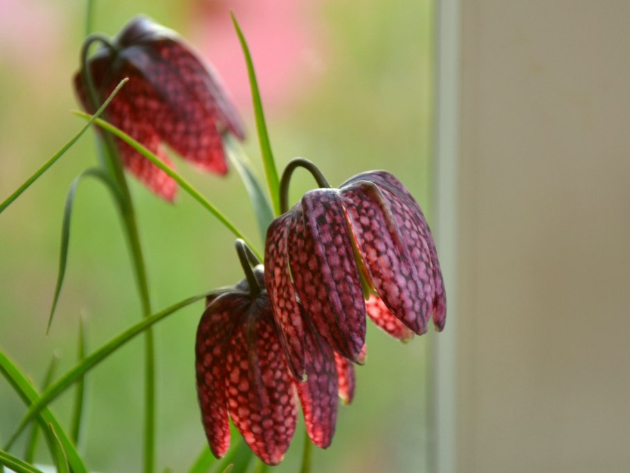 Fritillaria UVA-Vulpis