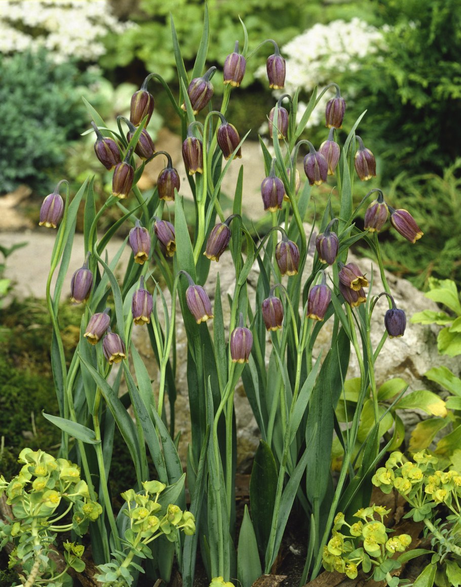 Фритиллярия Ува Вульпис