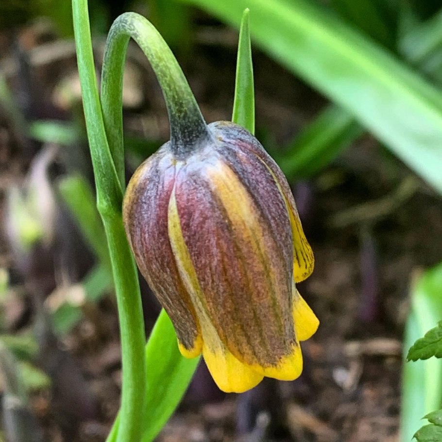 Рябчик лисьеягодный Fritillaria UVA-Vulpis