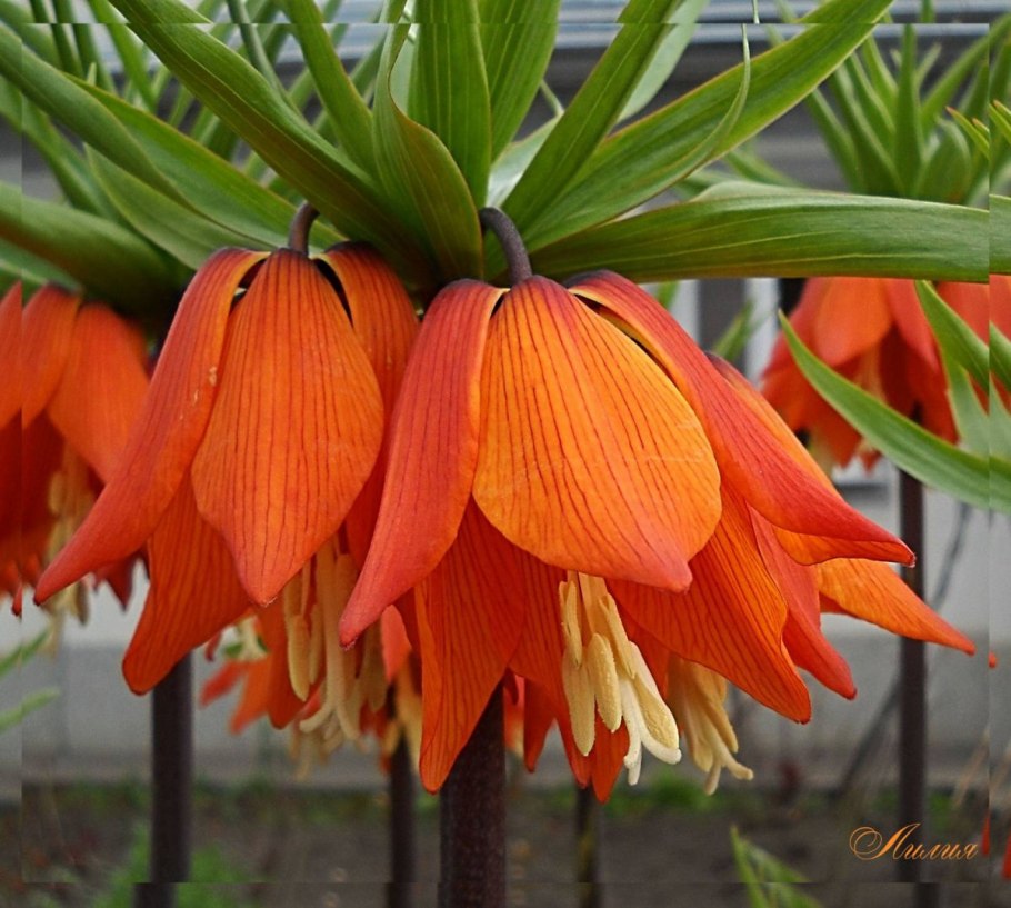 Рябчик малый — Fritillaria meleagroides