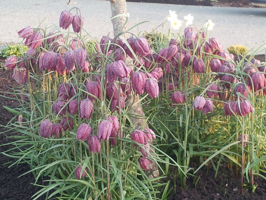 Рябчик Камчатский (Fritillaria camschatcensis)