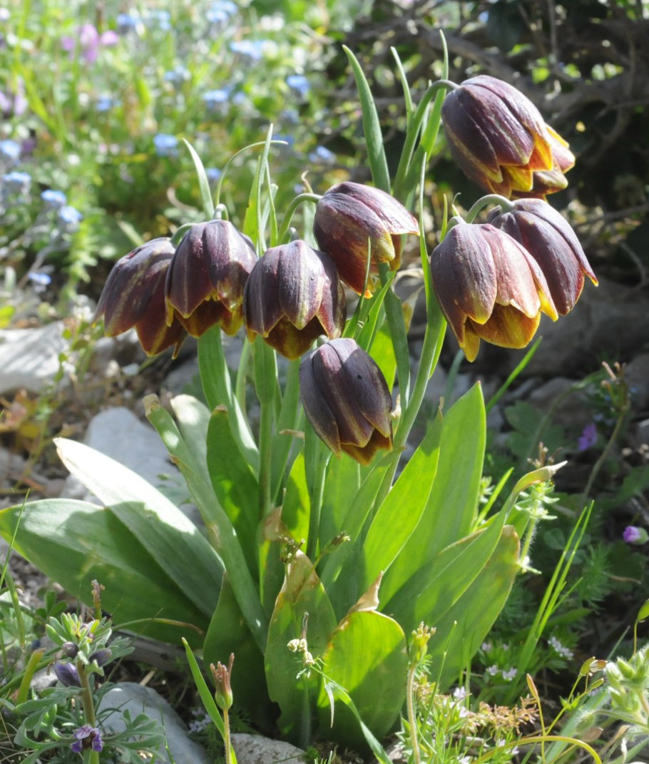 Рябчик Понтийский