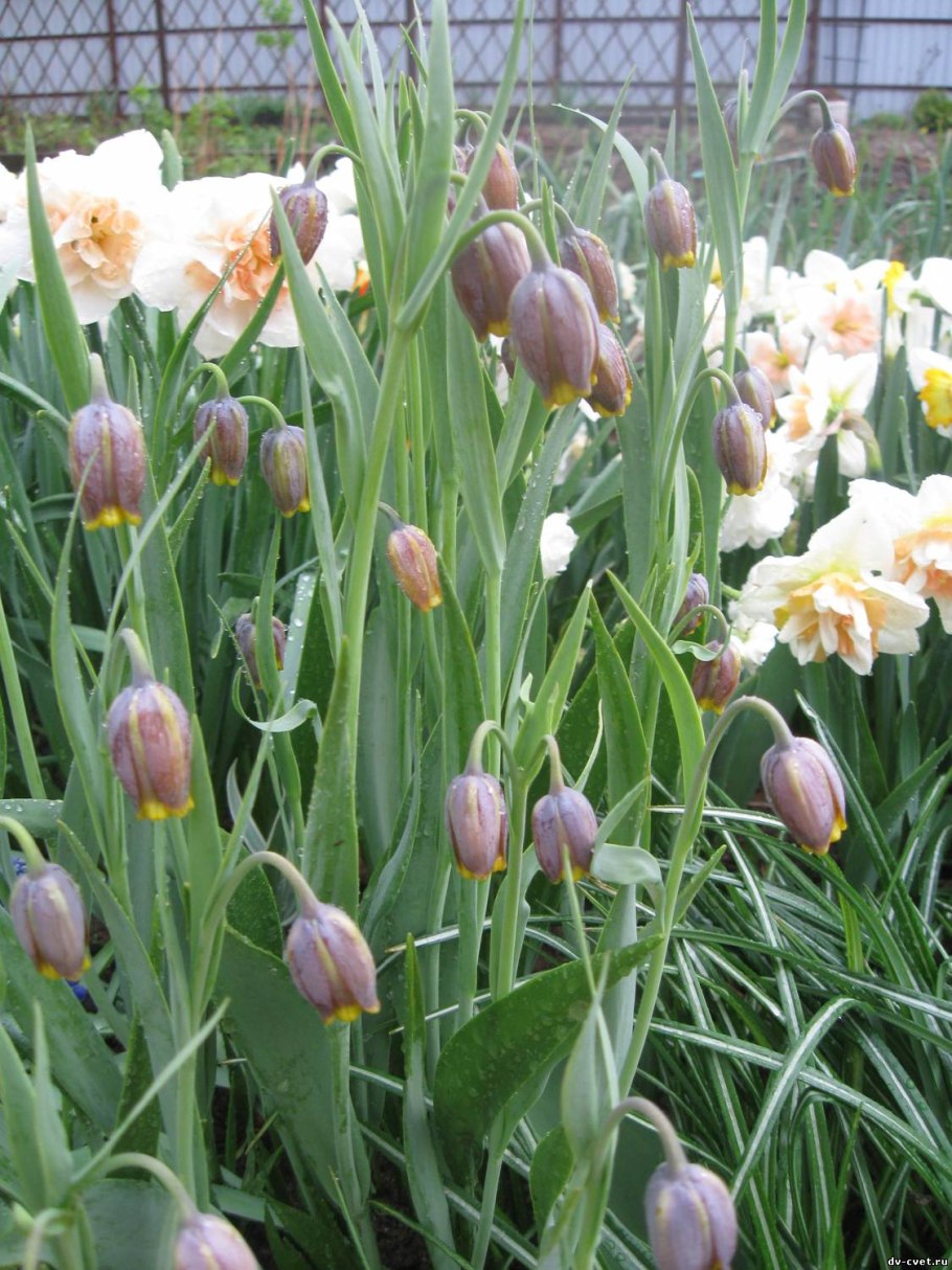 Авито Новомосковск Тульская область цветы рябчик