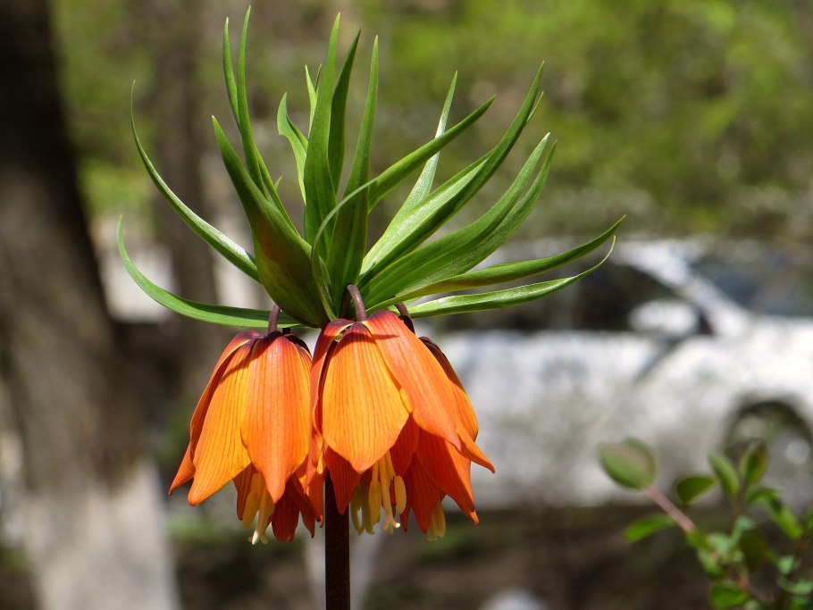 Fritillaria michailovskyi