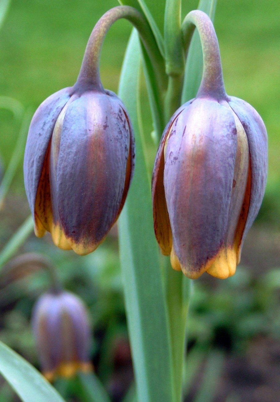 Рябчик Камчатский (Fritillaria camschatcensis)