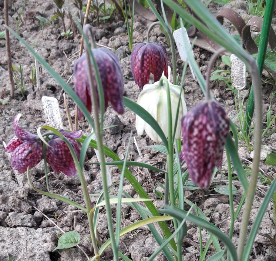 Fritillaria ruthenica плод