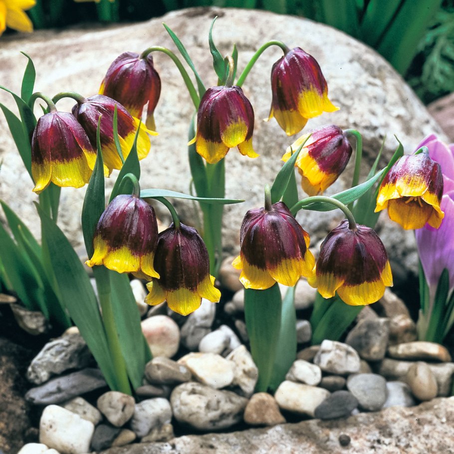 Рябчик Михайловского