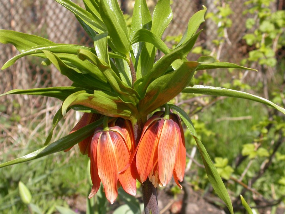 Фритиллярия Aurora