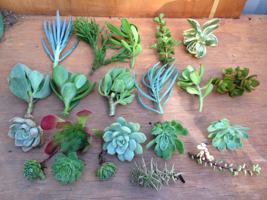 Исток суккулент