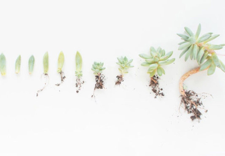 Галофитные Суккуленты