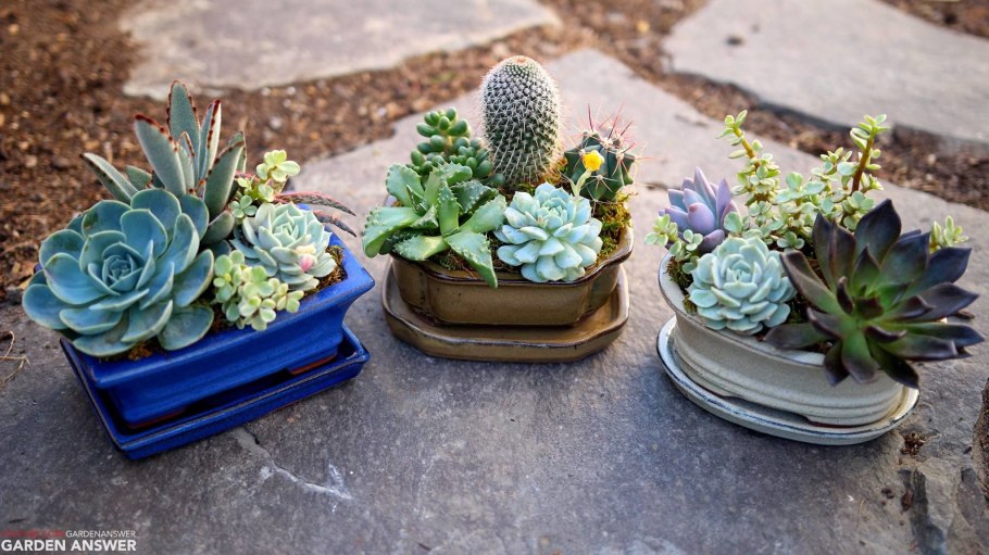 Эхеверия полив