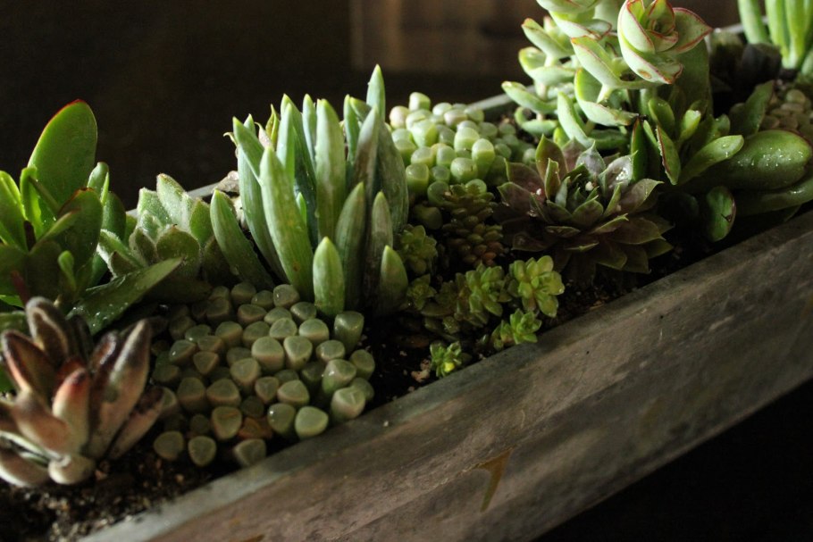 Хавортия корни