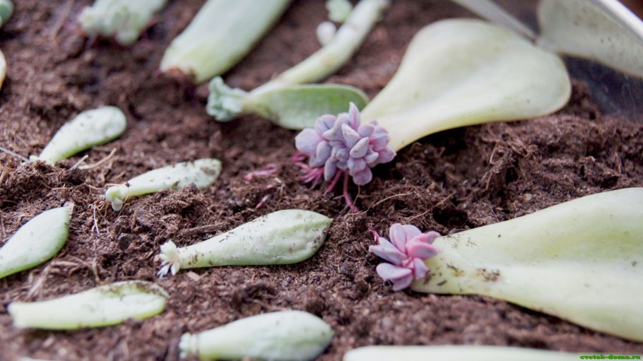 Эхеверия седум