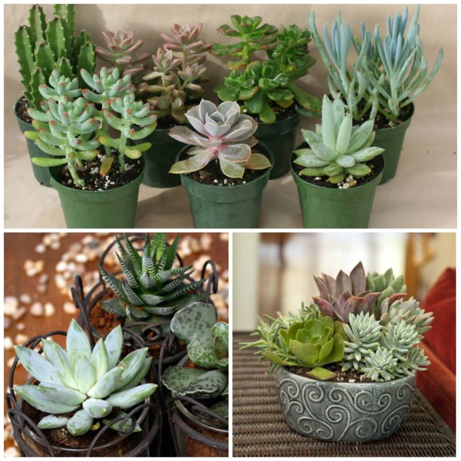 Эхеверия толстянка