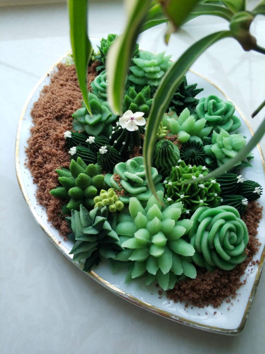 Суккуленты бородавочник