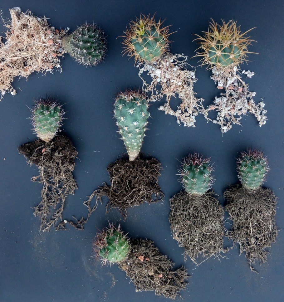 Кактус опунция корень