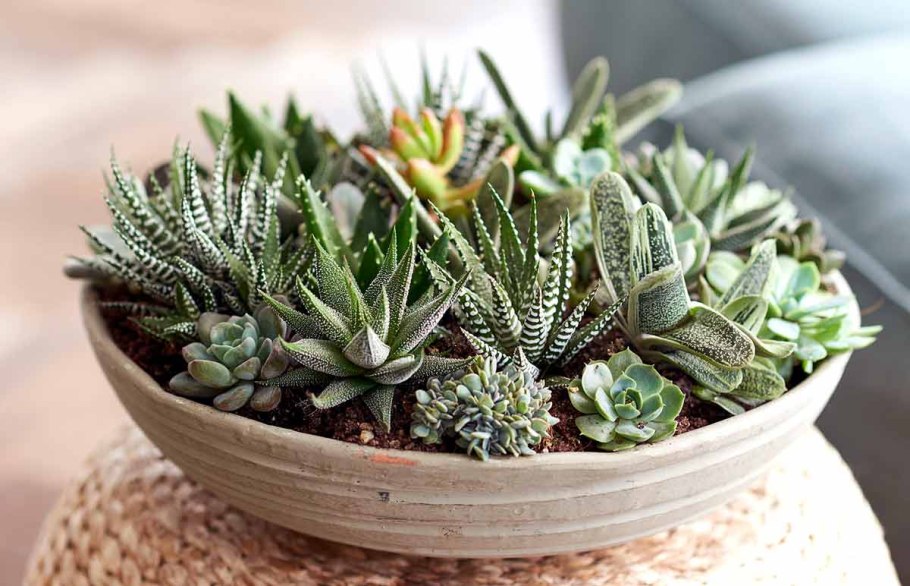 Нина Рукавишникова Суккуленты