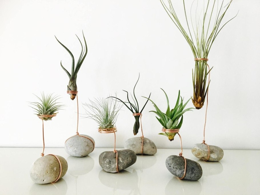 Черенки суккулентов