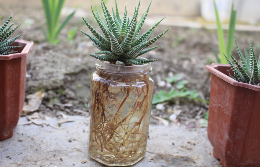 Хавортия полосатая черенок