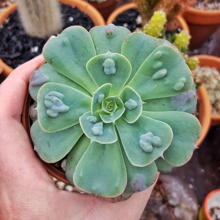 Эхеверия детка суккулент