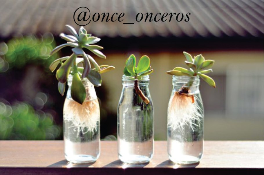 Пахиподиум Эбурнеум