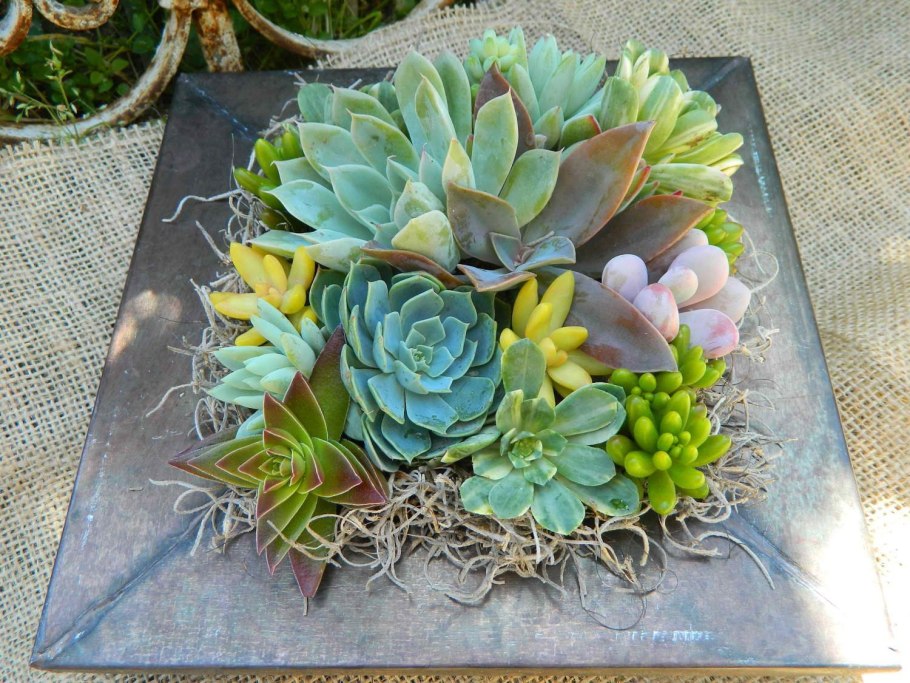 Суккуленты Марс