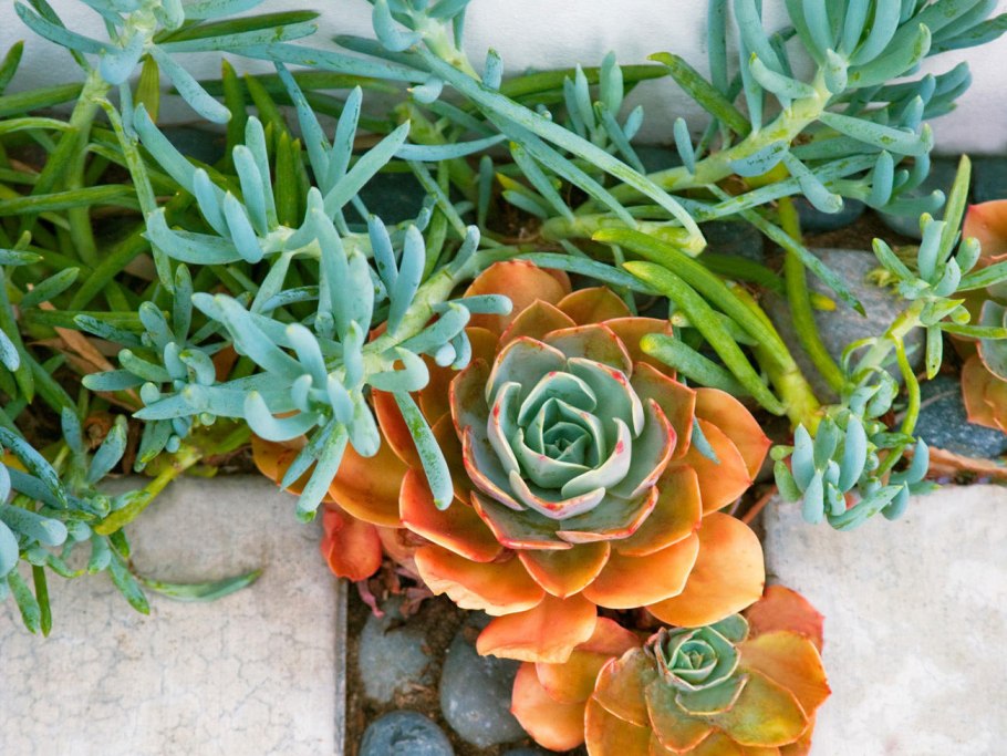 Аспарагус корневой суккулент