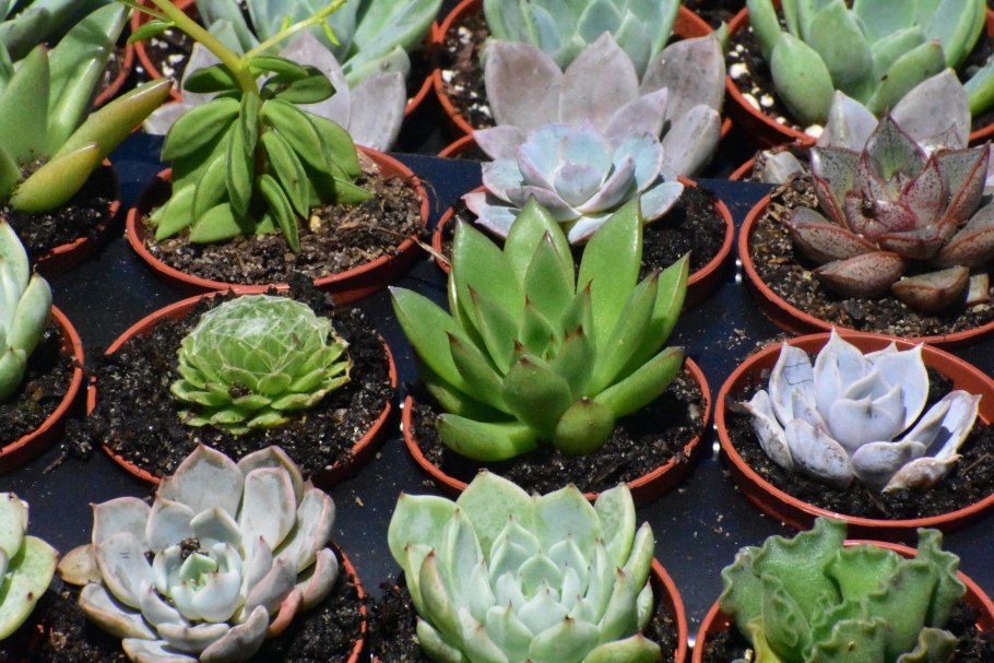 Хавортия Будда