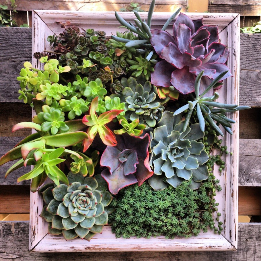 Кактусы и Суккуленты