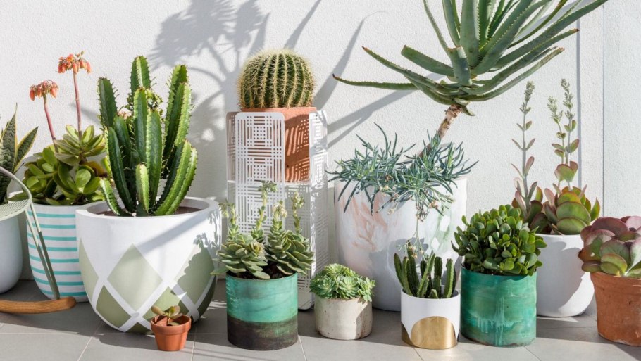 Детки Суккуленты из листа