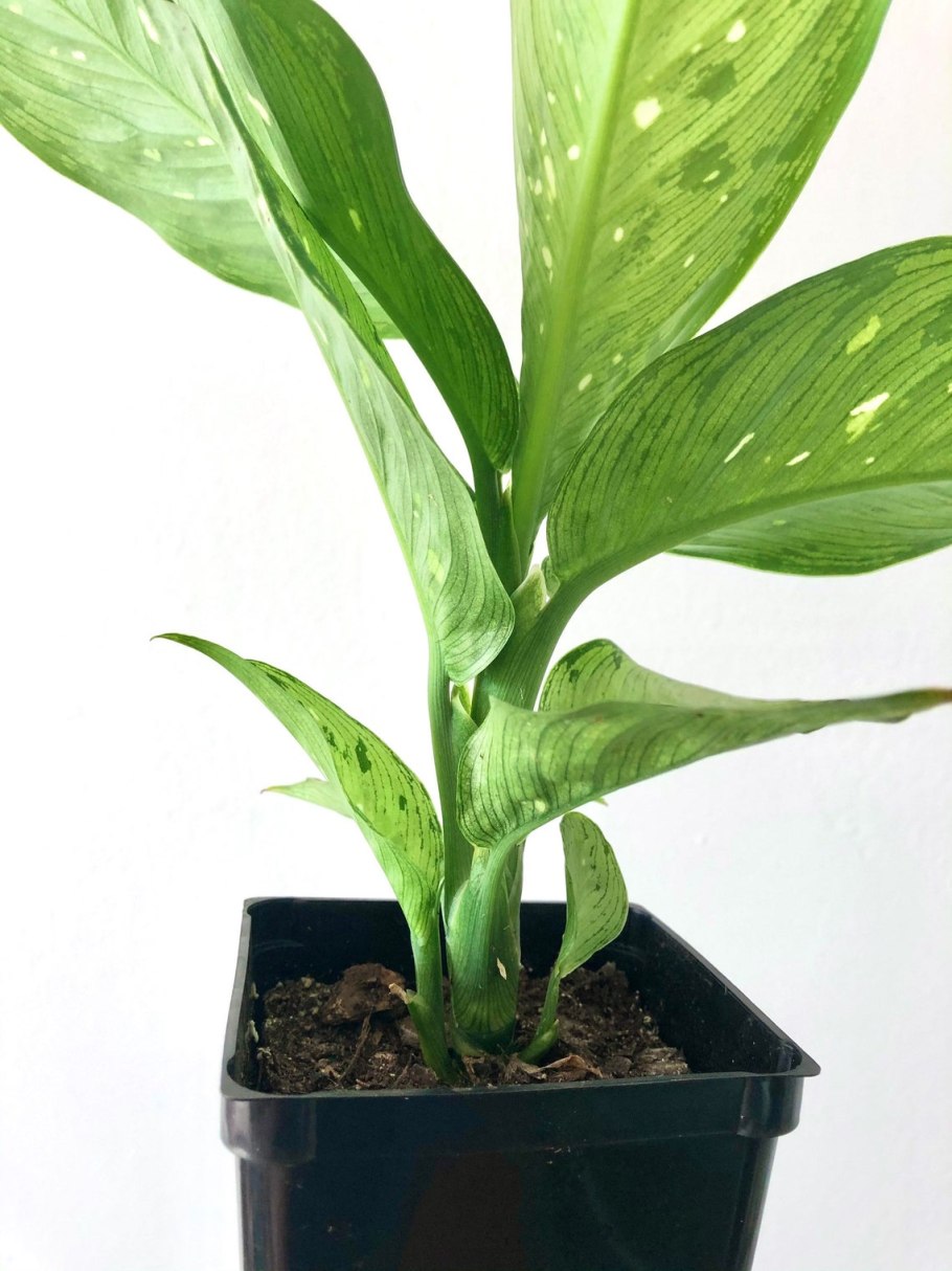 Диффенбахия с узкими листьями
