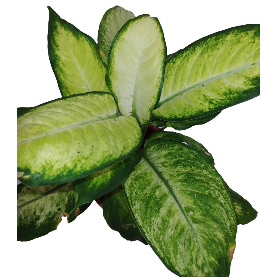 Диффенбахия (Dieffenbachia)