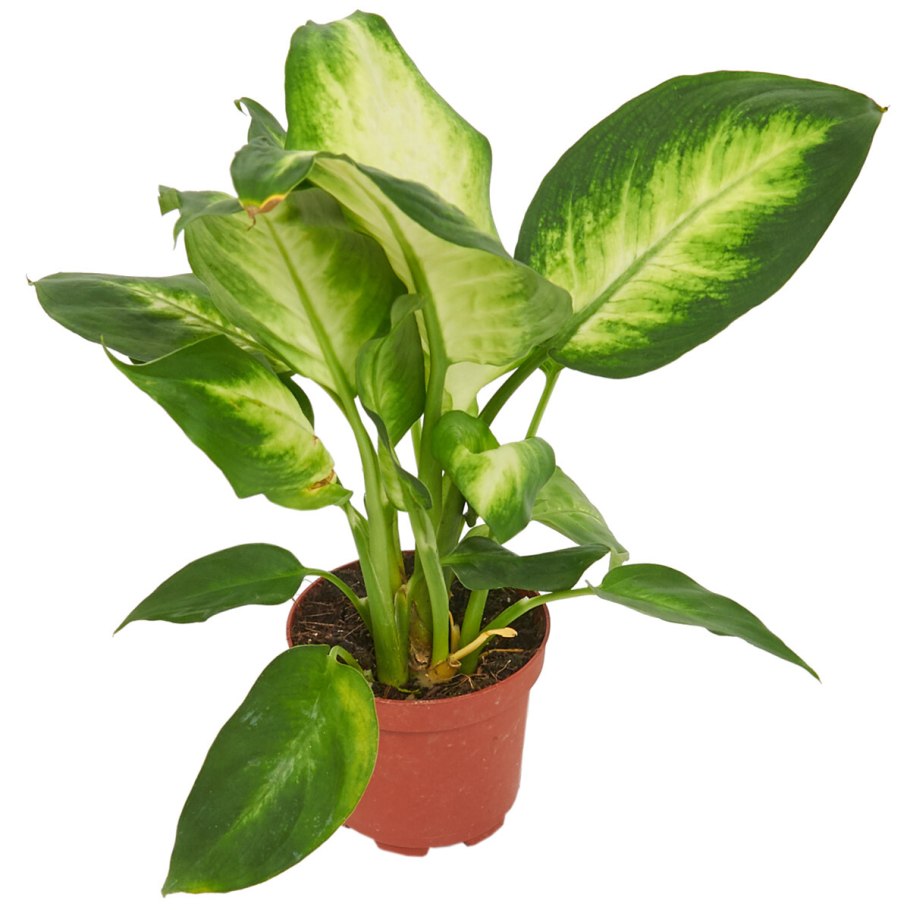 Диффенбахия. Большие 45-50 см. 400 руб. Маленькие 17-20 см. 200 руб. +79089644713