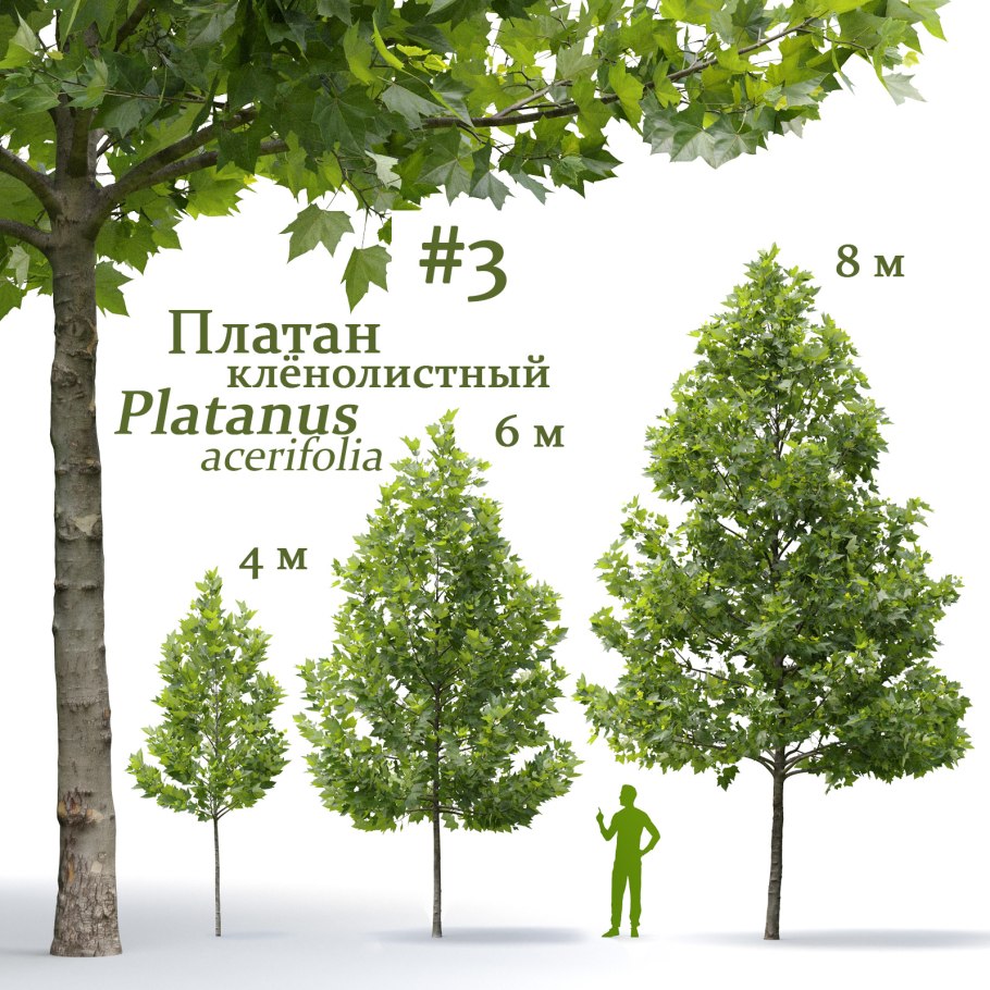 Абхазия дерево которому 850 лет