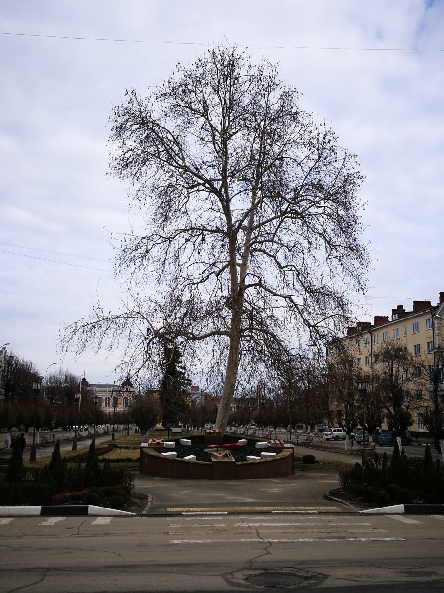 Платан Горбатко Армавир