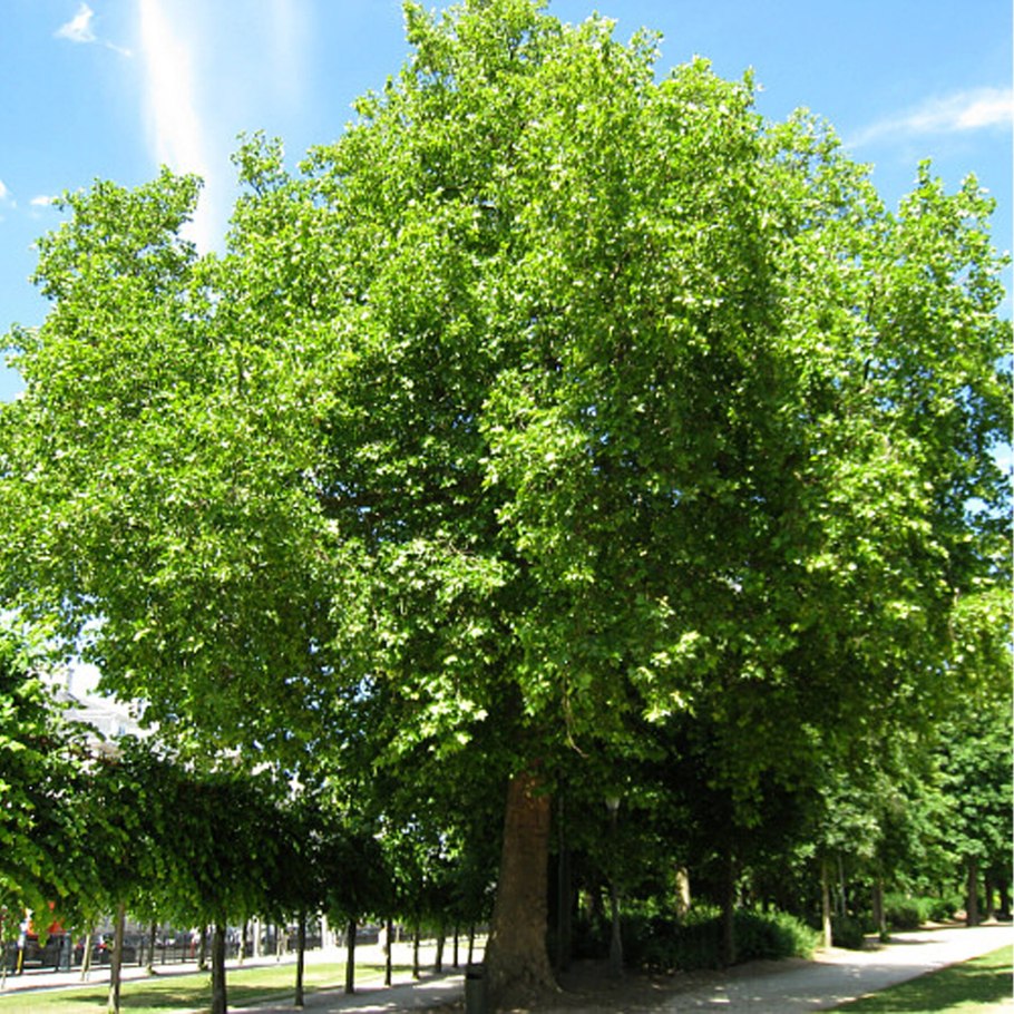 Древний Платан Джума мечеть