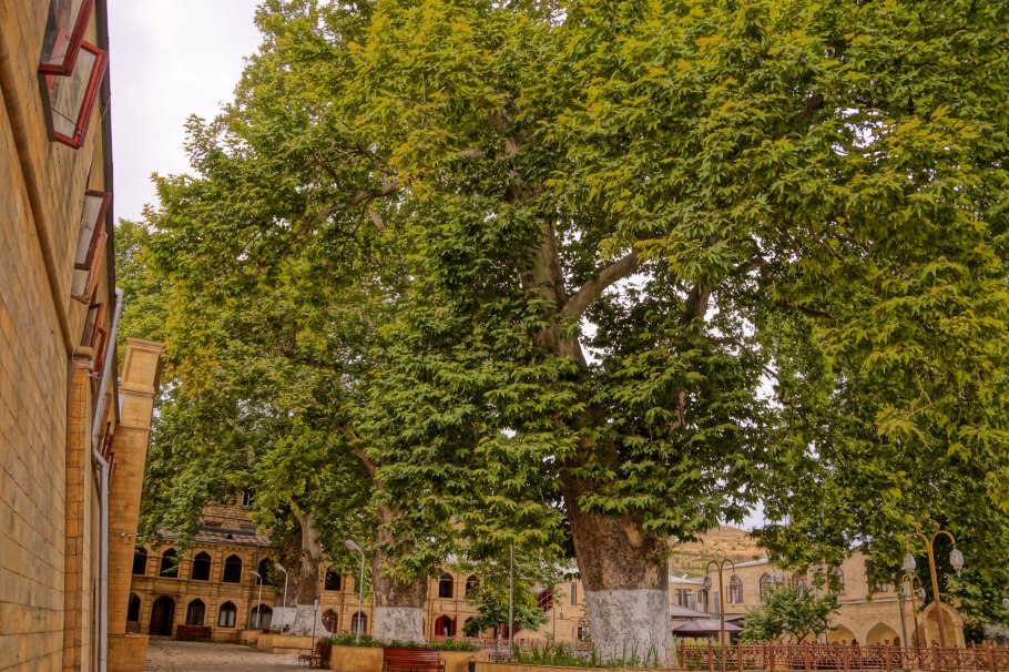 Платаны в Риме